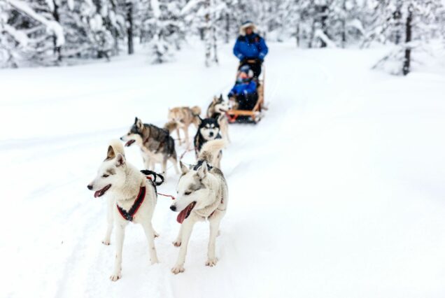 Voyage Laponie suédoise finlandaise 2025 2026 tout compris multi-activites husky traineau chiens huskies voyage Laponie Suède Finlande